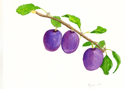Plums by maureen James
